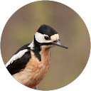 Francisco Plaza profile picture